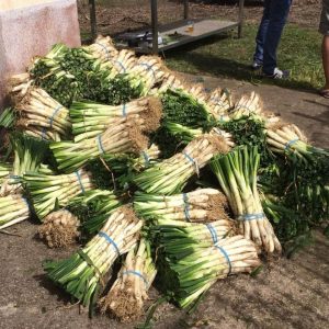 Calçots: cebollas de temporada con protocolo de consumo, babero incluido